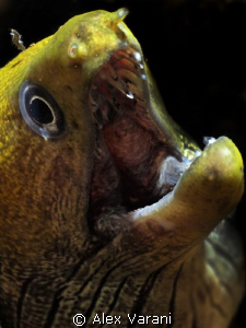 Gymnothorax fimbriatus by Alex Varani 